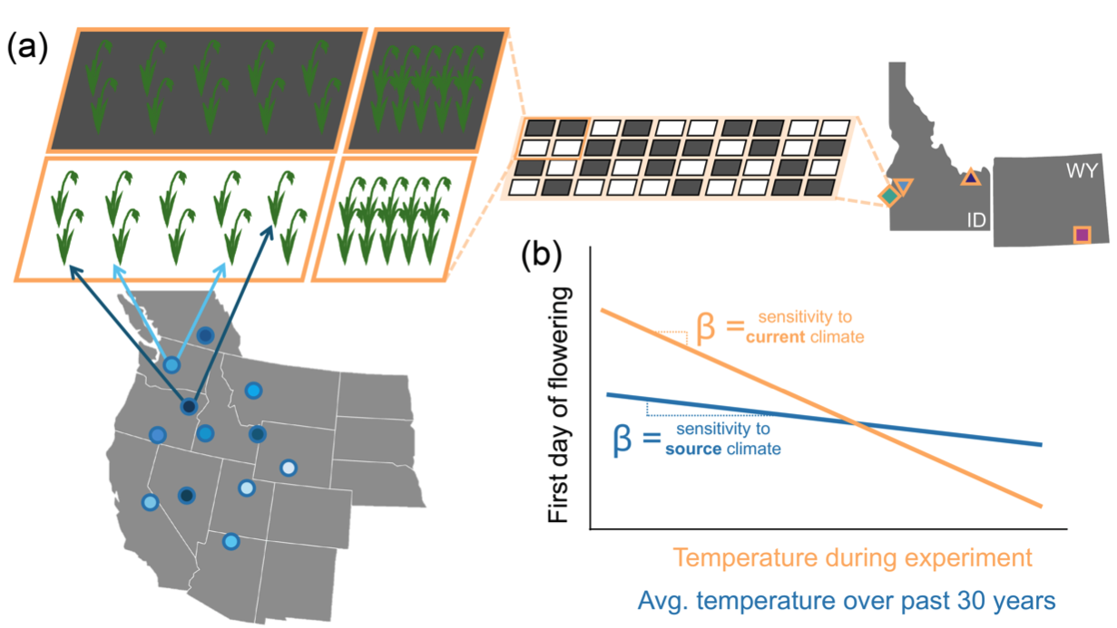 Phenological Sensitivity of Bromus tectorum Genotypes Depends on Current and Source Environments